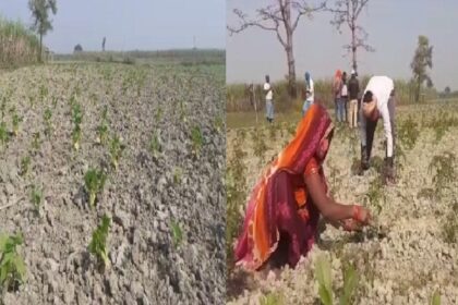 बगहा: पोर्टेबल खेती ने बदल दी गंडक दियारा के किसानों की तस्वीर, खूब हो रहा फायदा 6