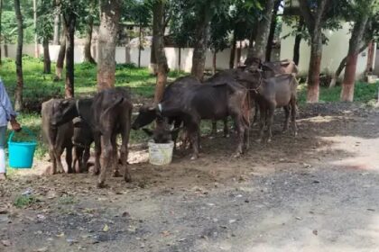 159 भैंस के साथ 8 पशु तस्कर गिरफ्तार,दो वाहन जब्त 2