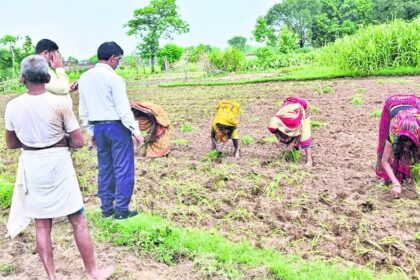 millet farming