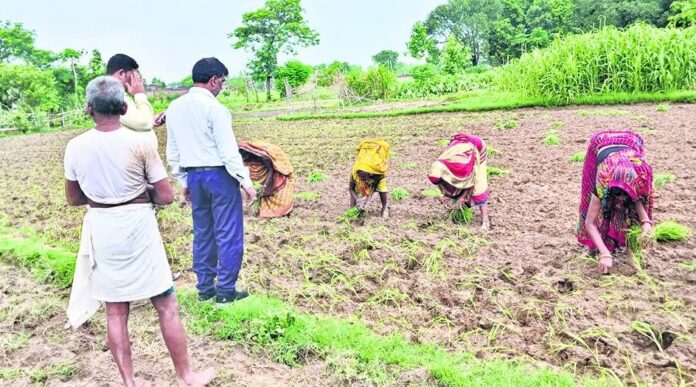 millet farming