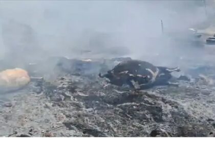 गौशाला में लगी आग से 6 गाय की मौत, 5 लाख से अधिक का नुकसान 7