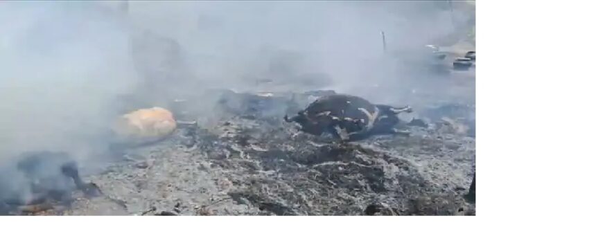 गौशाला में लगी आग से 6 गाय की मौत, 5 लाख से अधिक का नुकसान 1 गौशाला में लगी आग से 6 गाय की मौत, 5 लाख से अधिक का नुकसान 1