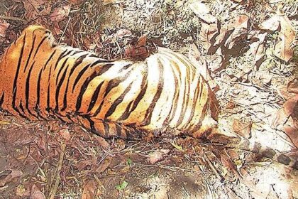 tiger