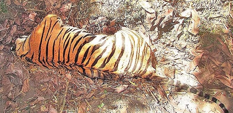 tiger