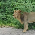 rajgeer zoo