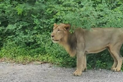 rajgeer zoo