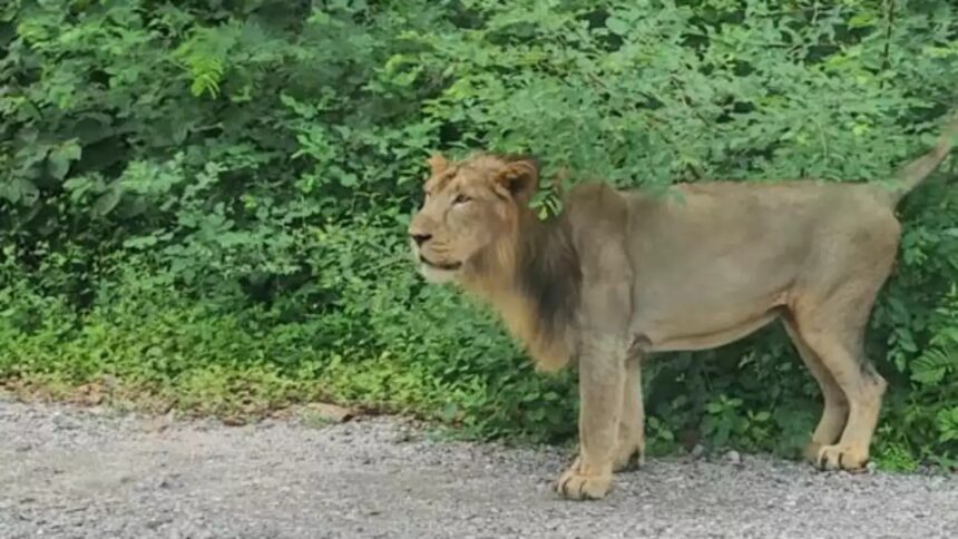 rajgeer zoo