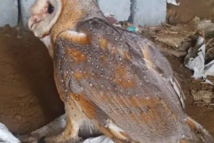 दुर्लभ ब्राउन उल्लू को वन विभाग ने घर से किया रेस्क्यू 4