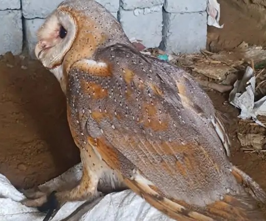 दुर्लभ ब्राउन उल्लू को वन विभाग ने घर से किया रेस्क्यू 1